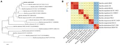 Biological potential of Bacillus subtilis BS45 to inhibit the growth of Fusarium graminearum through oxidative damage and perturbing related protein synthesis